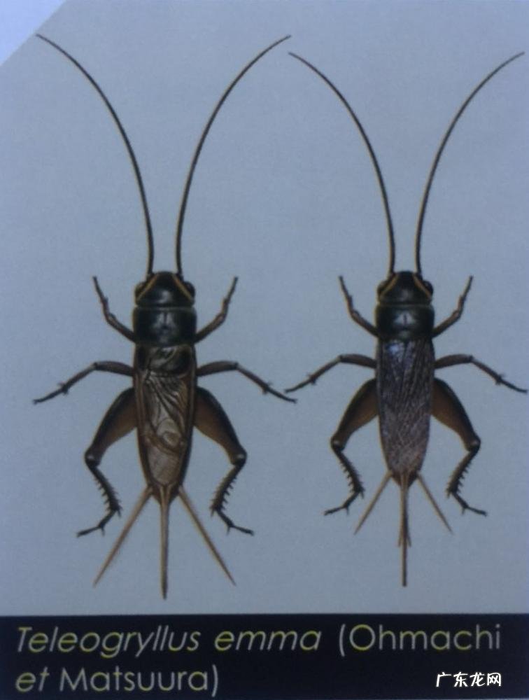 金铃子是什么昆虫 金铃子是植物吗