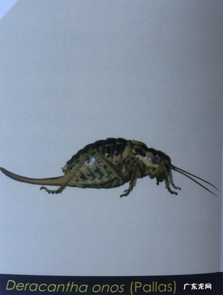 金铃子是什么昆虫 金铃子是植物吗