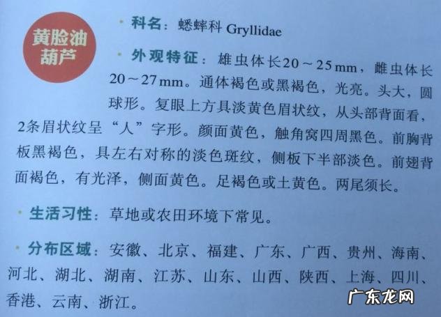 金铃子是什么昆虫 金铃子是植物吗