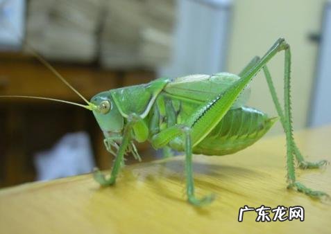 金铃子是什么昆虫 金铃子是植物吗