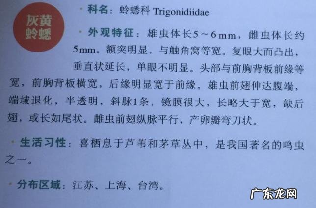 金铃子是什么昆虫 金铃子是植物吗