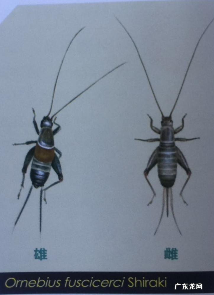 金铃子是什么昆虫 金铃子是植物吗