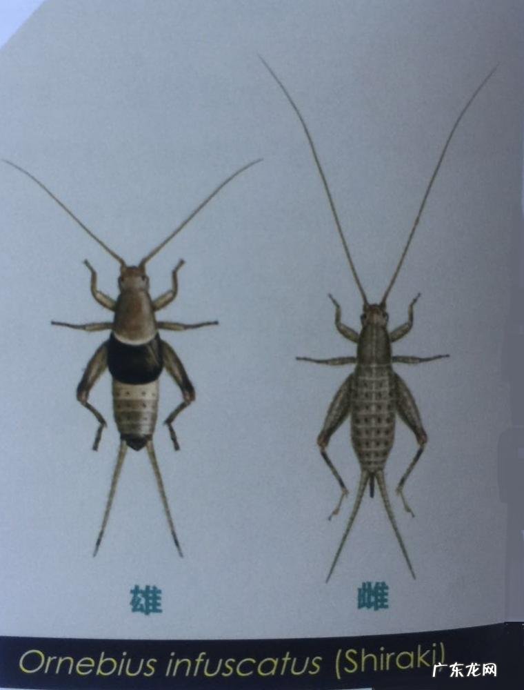 金铃子是什么昆虫 金铃子是植物吗