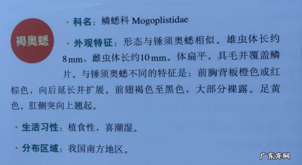 金铃子是什么昆虫 金铃子是植物吗