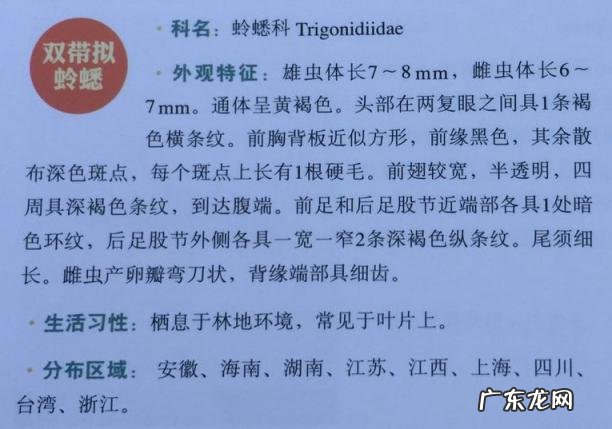 金铃子是什么昆虫 金铃子是植物吗