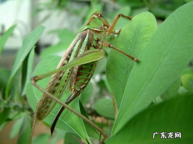 金铃子是什么昆虫 金铃子是植物吗