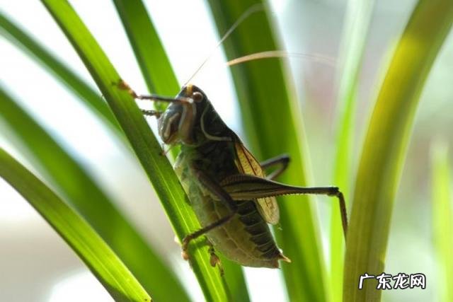 金铃子是什么昆虫 金铃子是植物吗