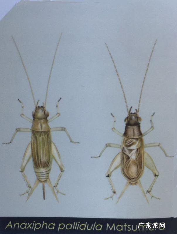 金铃子是什么昆虫 金铃子是植物吗