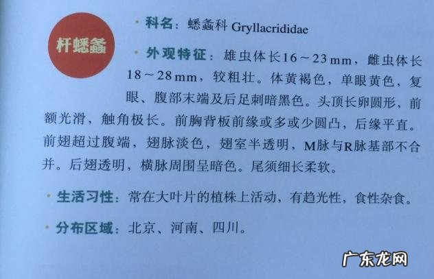 金铃子是什么昆虫 金铃子是植物吗