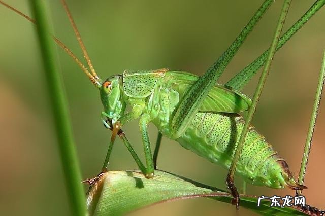 金铃子是什么昆虫 金铃子是植物吗