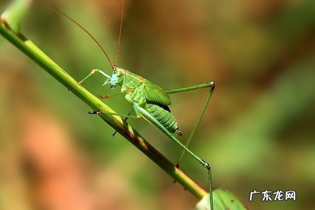 金铃子是什么昆虫 金铃子是植物吗