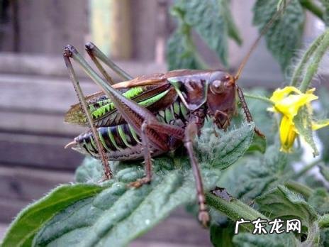 金铃子是什么昆虫 金铃子是植物吗