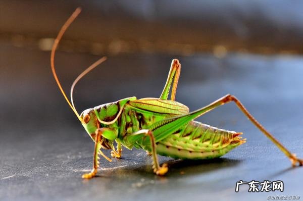 金铃子是什么昆虫 金铃子是植物吗