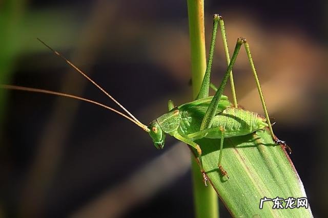 金铃子是什么昆虫 金铃子是植物吗