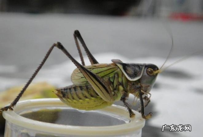 金铃子是什么昆虫 金铃子是植物吗