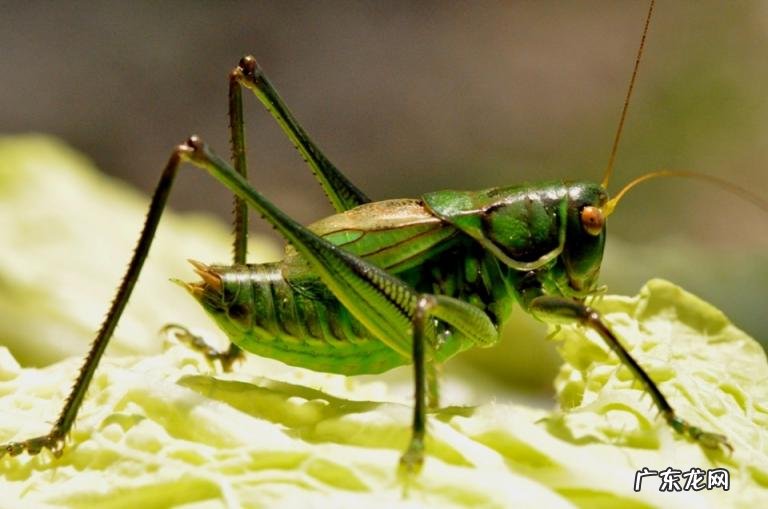 金铃子是什么昆虫 金铃子是植物吗