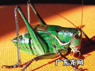 金铃子是什么昆虫 金铃子是植物吗