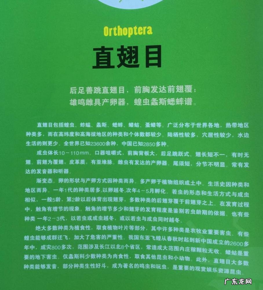金铃子是什么昆虫 金铃子是植物吗