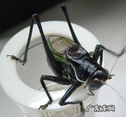 金铃子是什么昆虫 金铃子是植物吗