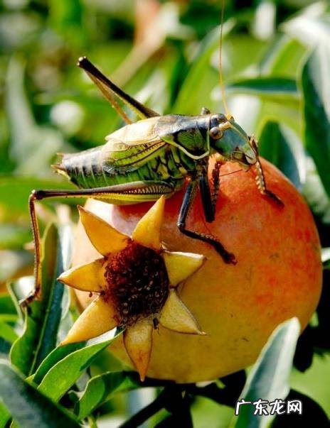 金铃子是什么昆虫 金铃子是植物吗