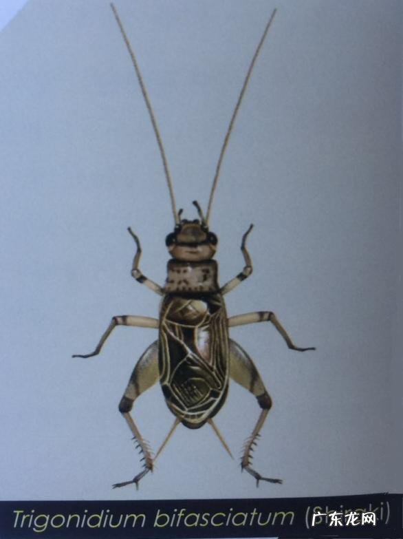 金铃子是什么昆虫 金铃子是植物吗