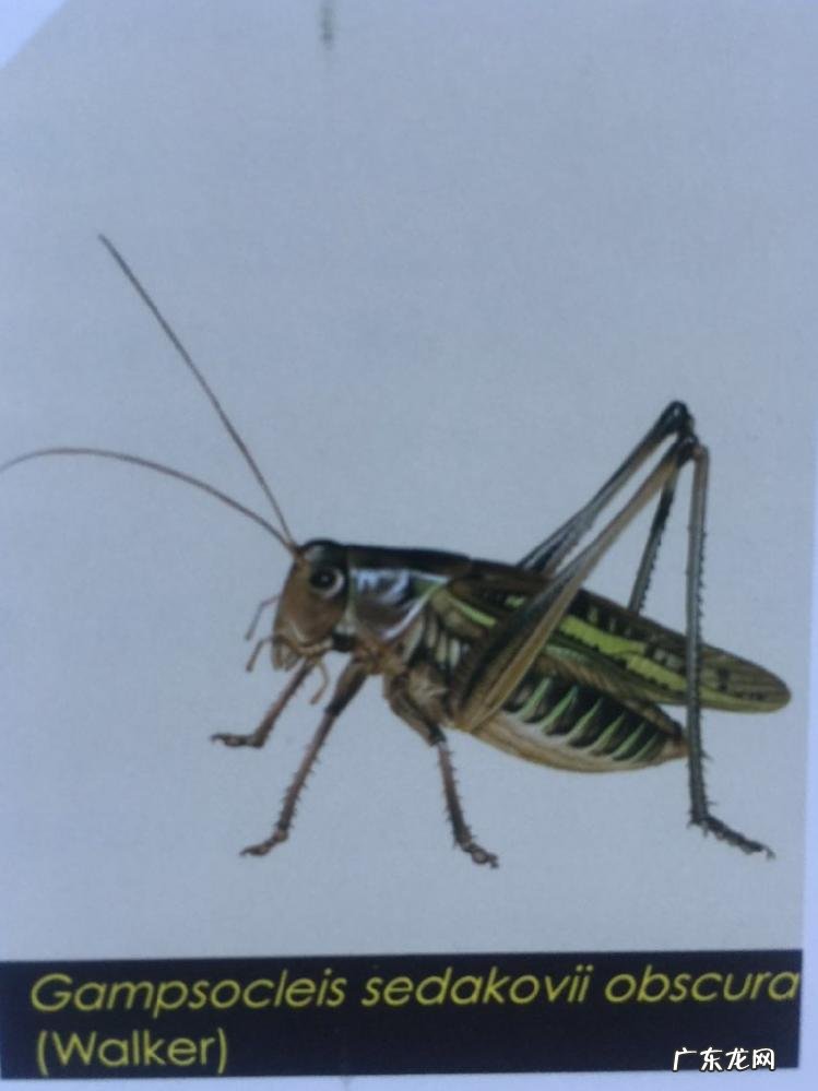 金铃子是什么昆虫 金铃子是植物吗