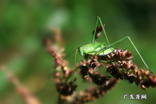 金铃子是什么昆虫 金铃子是植物吗