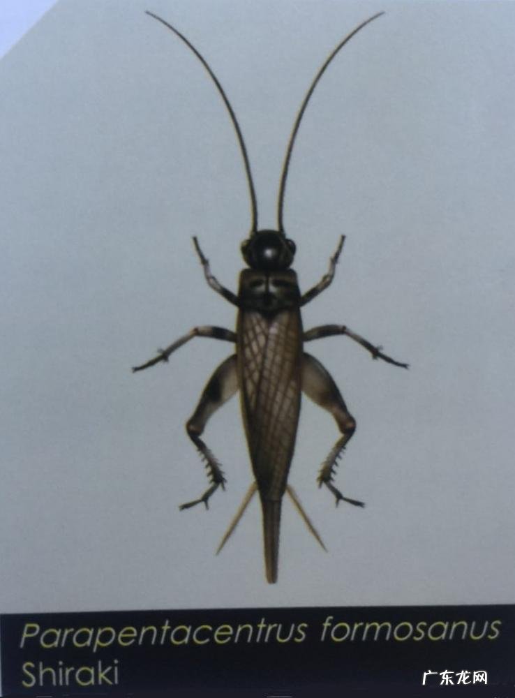 金铃子是什么昆虫 金铃子是植物吗