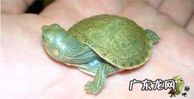 古巴彩龟图片大全 野生的巴西龟和你养的巴西龟