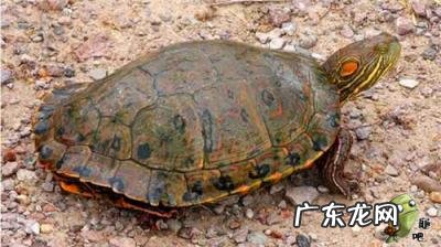 古巴彩龟图片大全 野生的巴西龟和你养的巴西龟