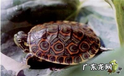 古巴彩龟图片大全 野生的巴西龟和你养的巴西龟