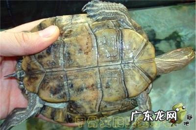 古巴彩龟图片大全 野生的巴西龟和你养的巴西龟