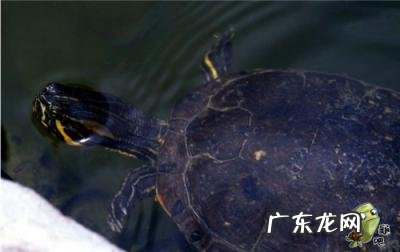 古巴彩龟图片大全 野生的巴西龟和你养的巴西龟