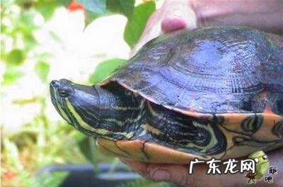 古巴彩龟图片大全 野生的巴西龟和你养的巴西龟