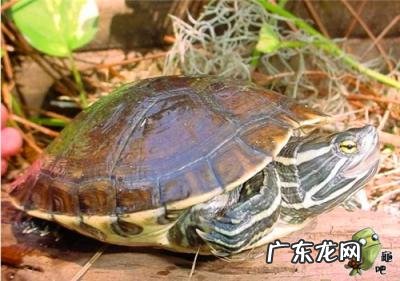 古巴彩龟图片大全 野生的巴西龟和你养的巴西龟