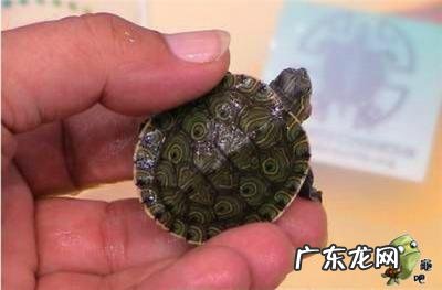 古巴彩龟图片大全 野生的巴西龟和你养的巴西龟