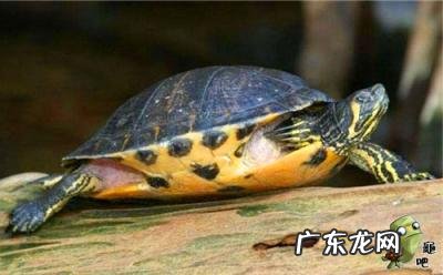 古巴彩龟图片大全 野生的巴西龟和你养的巴西龟