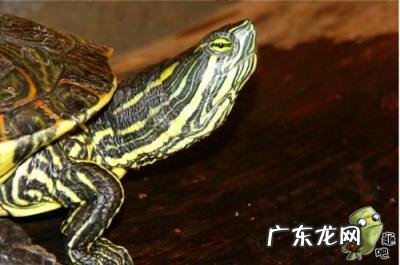 古巴彩龟图片大全 野生的巴西龟和你养的巴西龟