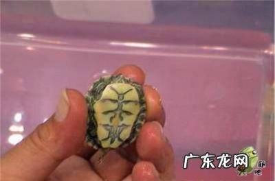古巴彩龟图片大全 野生的巴西龟和你养的巴西龟