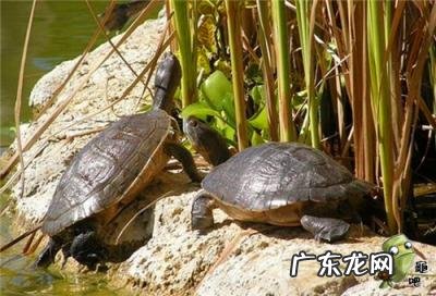 古巴彩龟图片大全 野生的巴西龟和你养的巴西龟