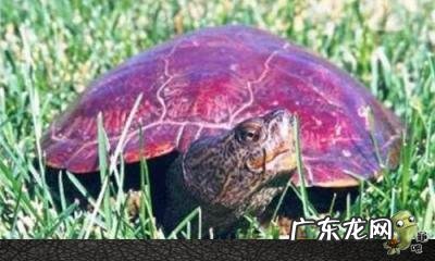 古巴彩龟图片大全 野生的巴西龟和你养的巴西龟