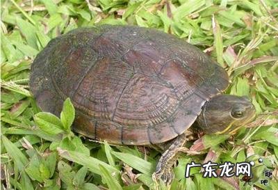 古巴彩龟图片大全 野生的巴西龟和你养的巴西龟