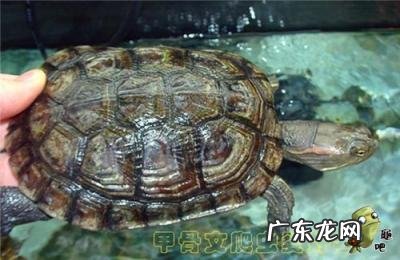 古巴彩龟图片大全 野生的巴西龟和你养的巴西龟