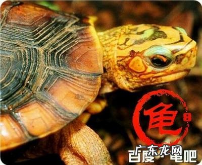 古巴彩龟图片大全 野生的巴西龟和你养的巴西龟
