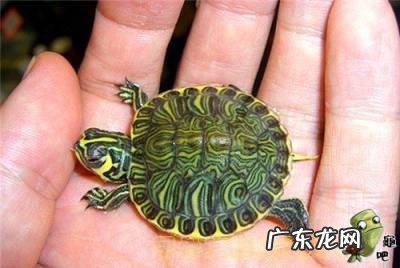 古巴彩龟图片大全 野生的巴西龟和你养的巴西龟