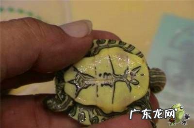 古巴彩龟图片大全 野生的巴西龟和你养的巴西龟