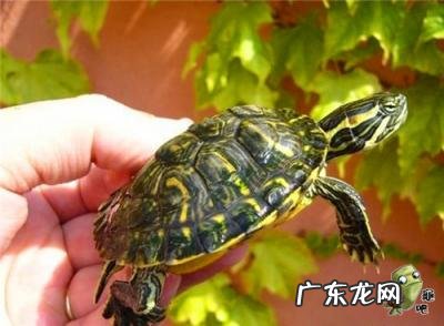 古巴彩龟图片大全 野生的巴西龟和你养的巴西龟