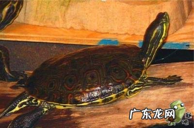 古巴彩龟图片大全 野生的巴西龟和你养的巴西龟