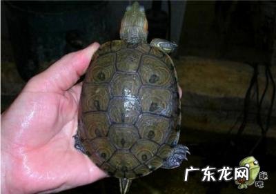 古巴彩龟图片大全 野生的巴西龟和你养的巴西龟