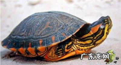 古巴彩龟图片大全 野生的巴西龟和你养的巴西龟